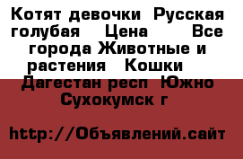 Котят девочки “Русская голубая“ › Цена ­ 0 - Все города Животные и растения » Кошки   . Дагестан респ.,Южно-Сухокумск г.